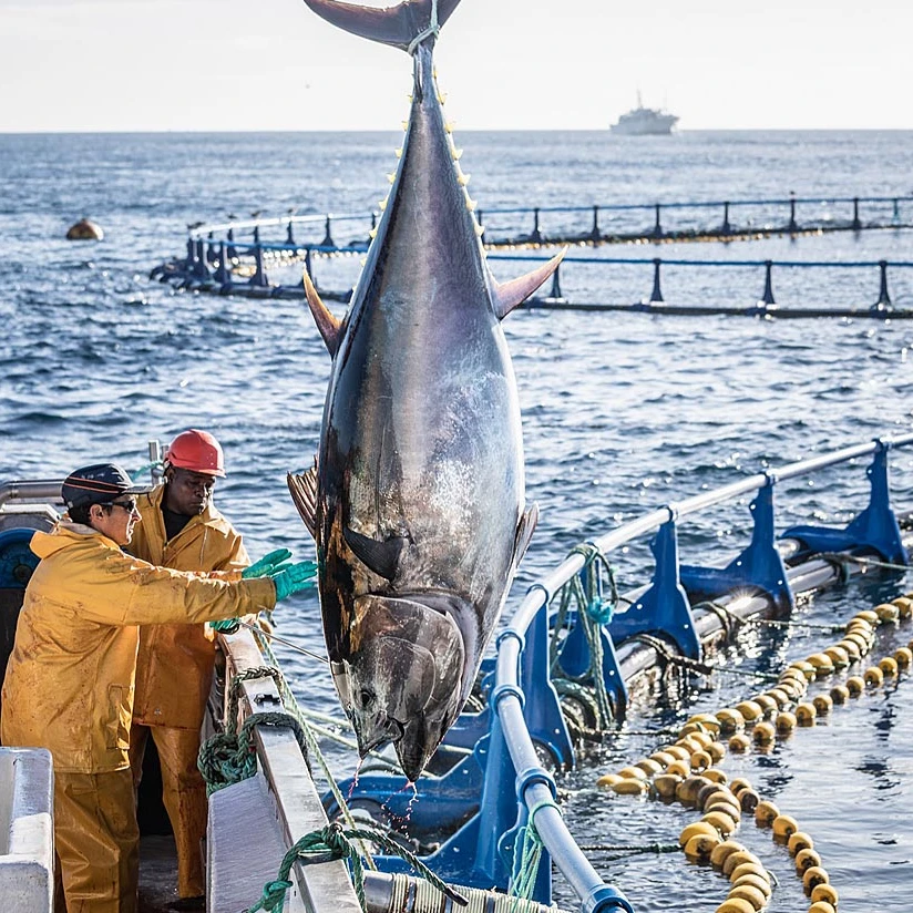 【代拍链接】大西洋海钓野生蓝鳍金枪鱼深海超低温冷冻刺身级生鱼片