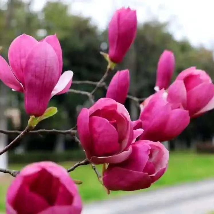 四季浓香型玉兰花树适合庭院阳台种植花卉