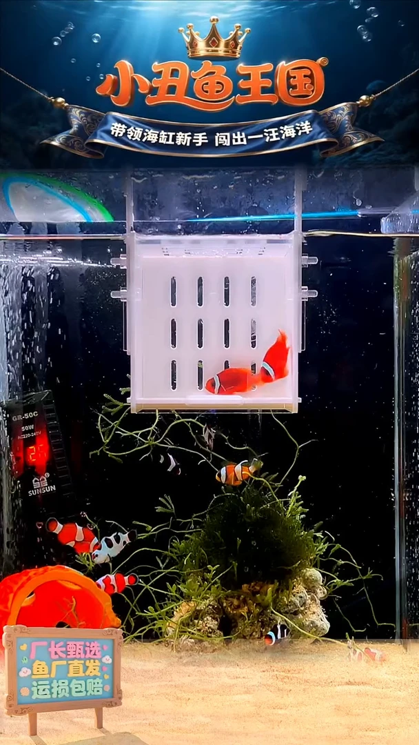 海水一对番茄全品3.5-4