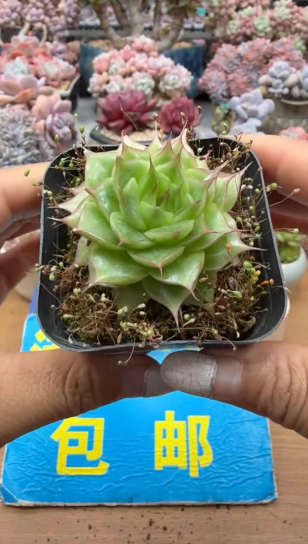 东云多肉园二店-97