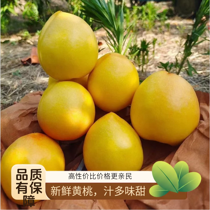 山东蒙阴蜜桃应季水果现摘先发清脆爽口