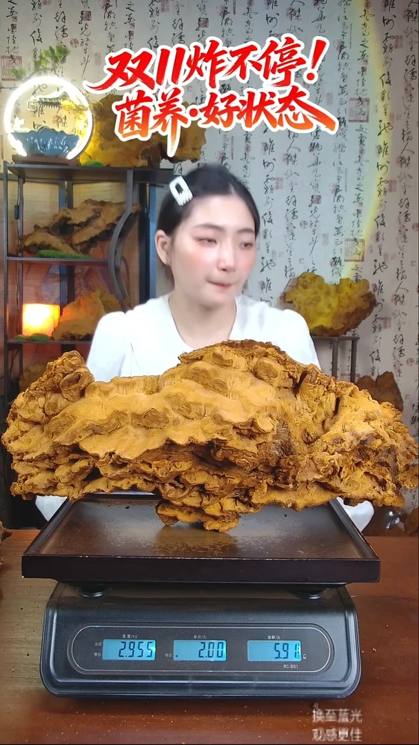 松针层孔菌中国大陆【藏区 野生】松树桑黄（5.91斤）70-80年份