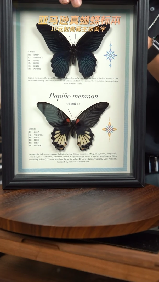 美凤蝶雌雄组合标本摆件