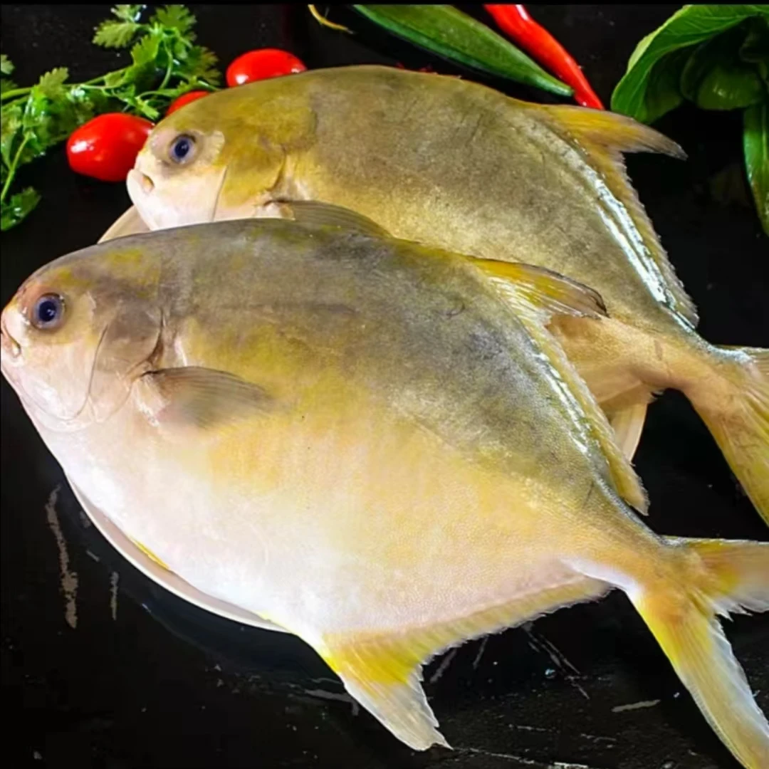 [3送1到手4大条]正宗金鲳鱼鲜活速冻单条1.1/1.2顺丰包邮