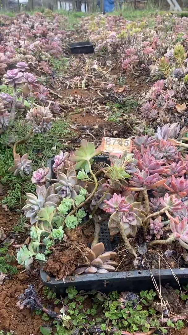 【闪购商品】B745清风花木兰多肉组合