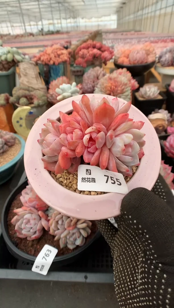 755雪天使一物一拍