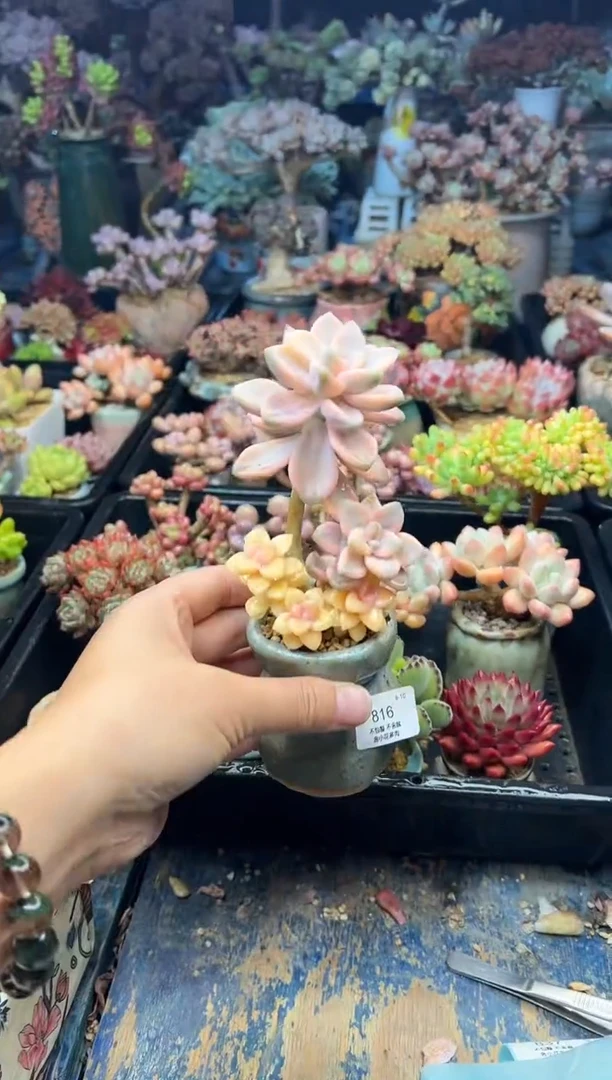 可**贝816        不带盆