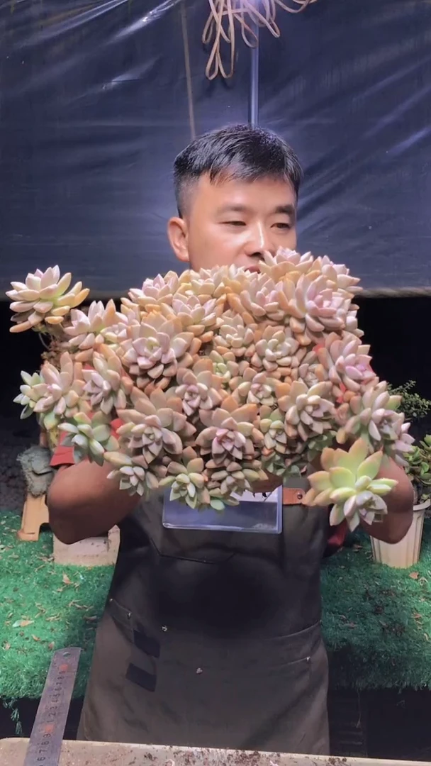 288淡雪缀化一物一拍