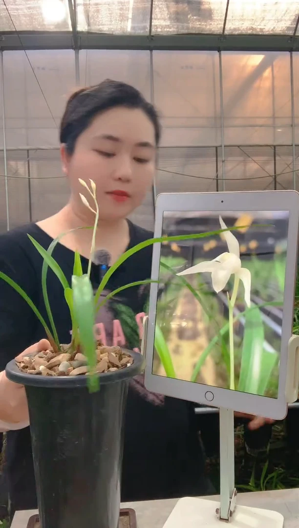 当前无花朵，栽培后可花朵闻*阁白狐