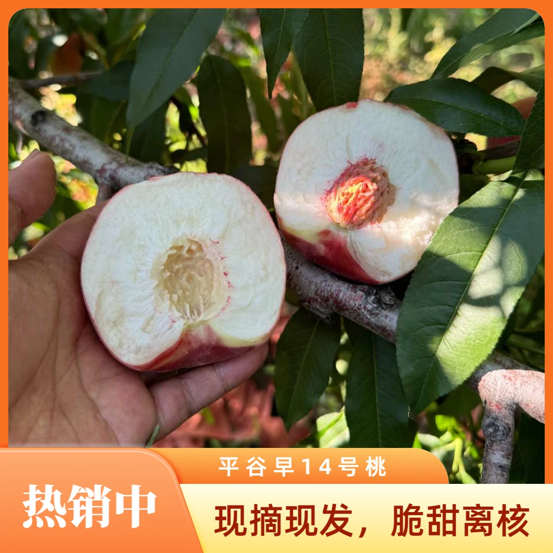 【平谷早14号桃】硬脆甜离核，现摘现发，顺丰/京东发货北京市