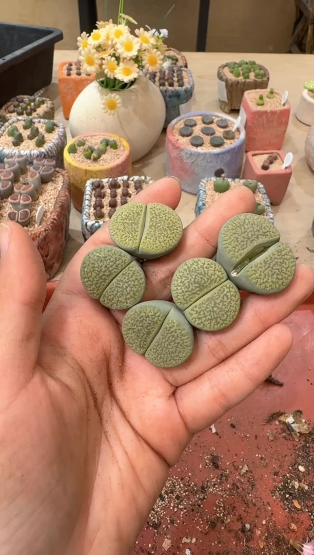 多肉植物肉锥22-36