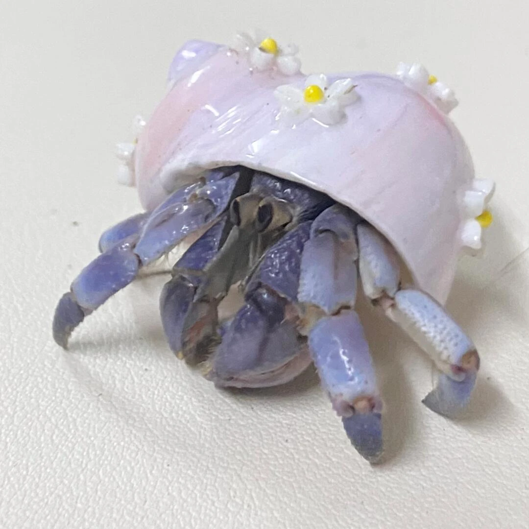 【直播选蟹】寄居蟹陆生寄居蟹可爱萌宠饲养