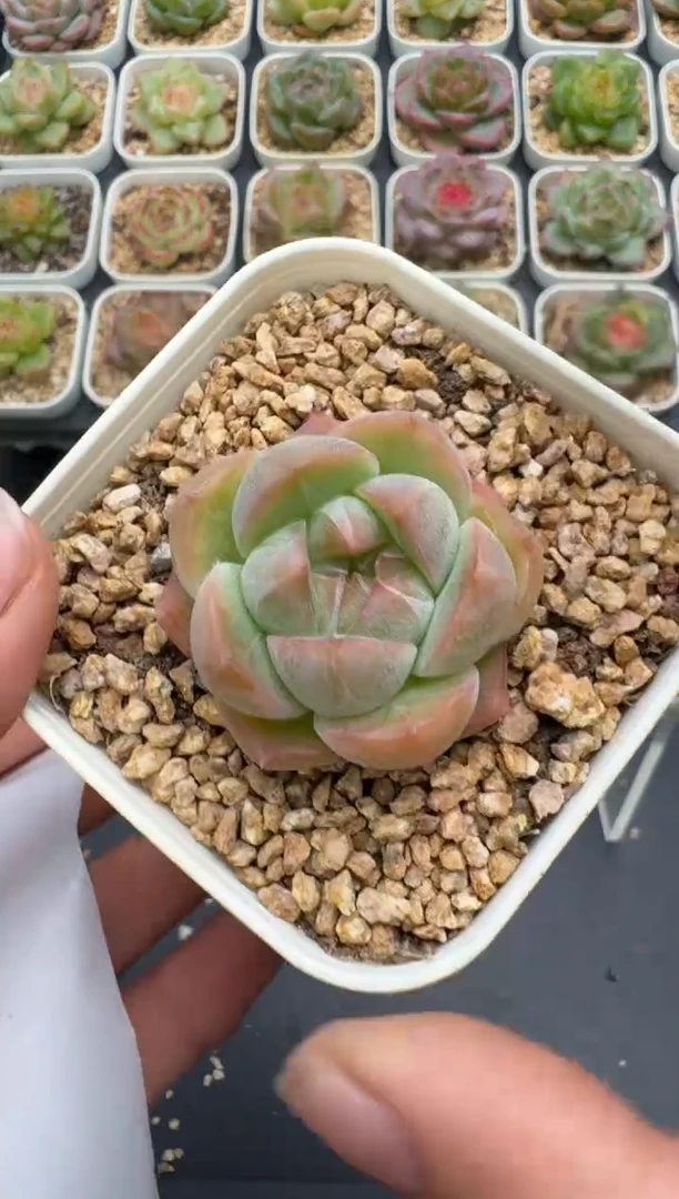 358E云禹多肉植物 带盆土纸巾打包 3颗包邮