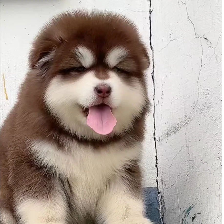 洋洋家阿拉斯加雪橇犬萌宠狗狗高级宠物伴侣犬大型犬看家护院陪伴