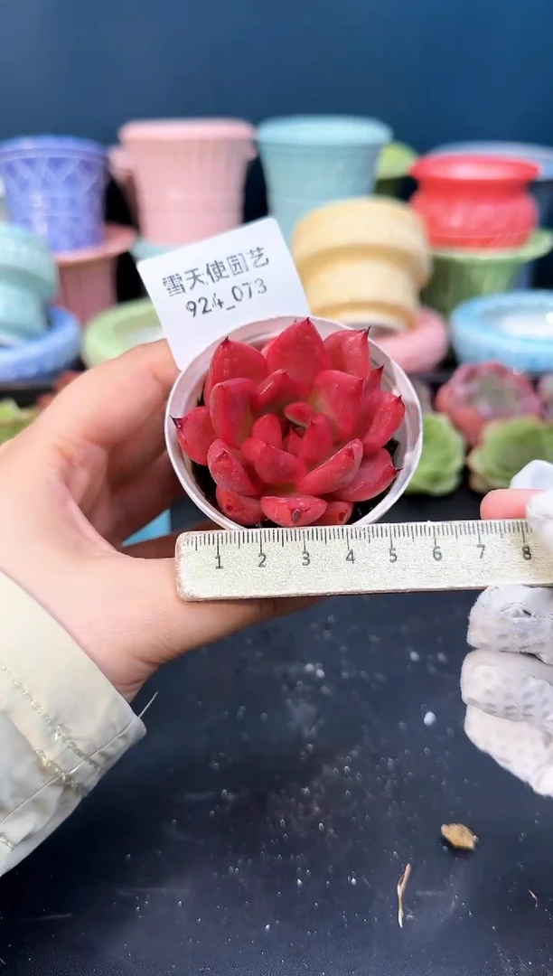 924-073青山（冠幅5cm）