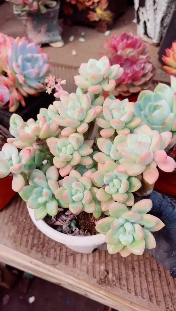 12193多肉植物一物一拍