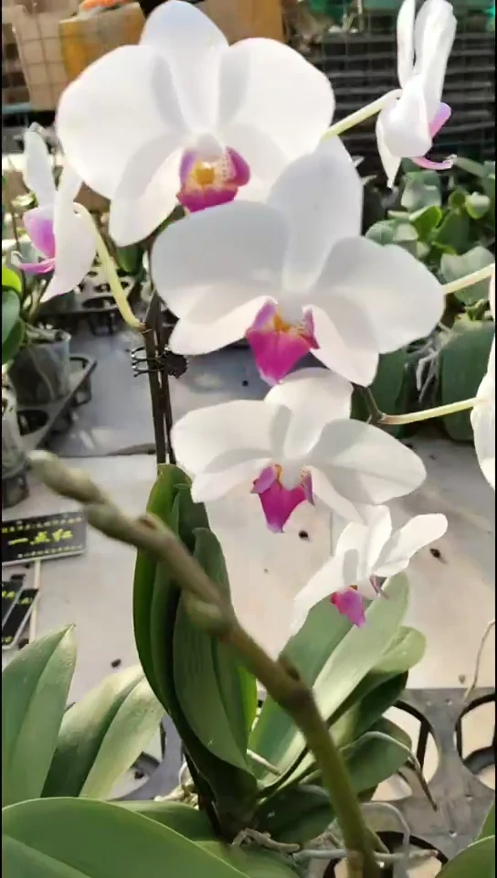 完全开放黄金宝贝 闪购