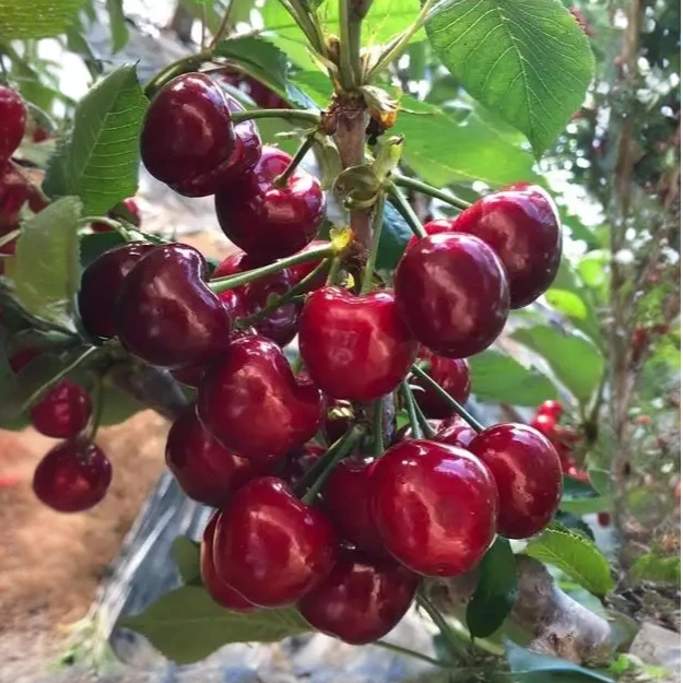 大连旅顺美早大樱桃！各种规格！顺丰包邮！巨甜！巨好吃！