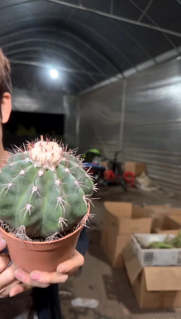 紫云【带云顶】实生根