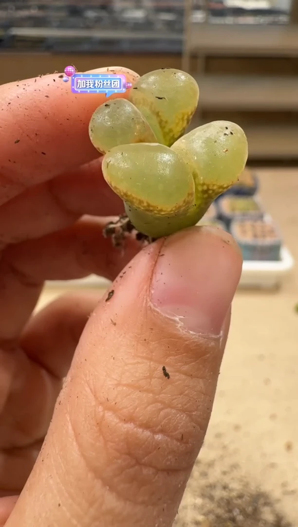 多肉植物肉锥5-33