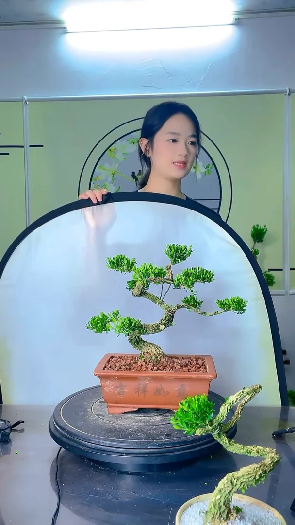 不开花植物广东雀舌皱皮黄杨