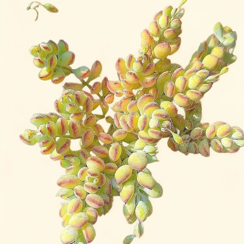 达摩福娘2颗脱土  小谢多肉植物庭院空气耐旱上盆种植固定