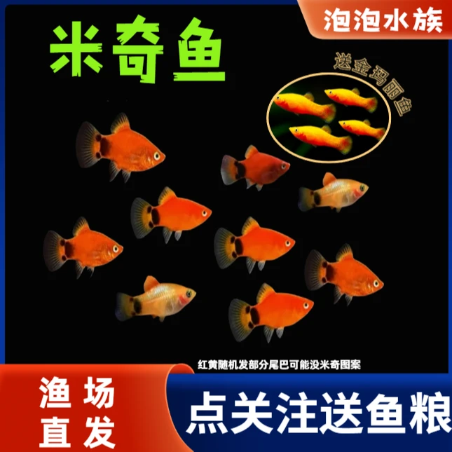 红米奇鱼小型热带淡水观赏鱼好养耐活适合新手