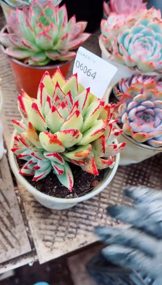 平**季多肉植物一物一拍06064