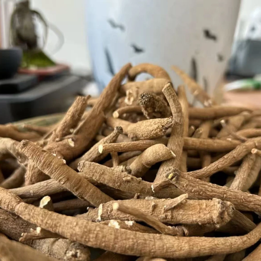 精选甜当归炖汤粉糯香甜当季自然晾晒