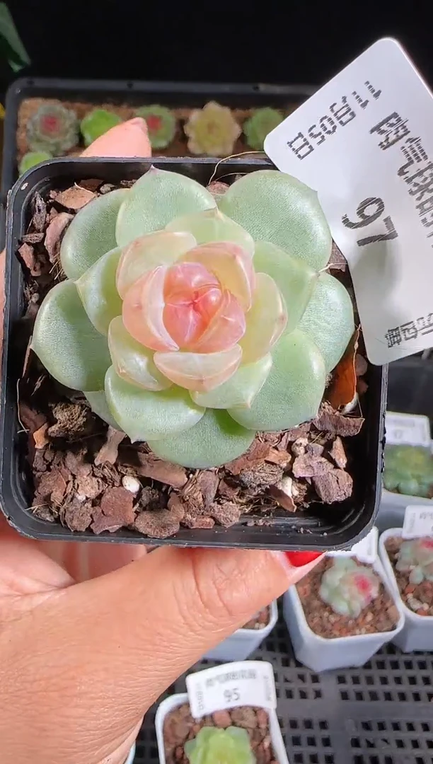 1105-97BL-4麦秆群带盆土不包整