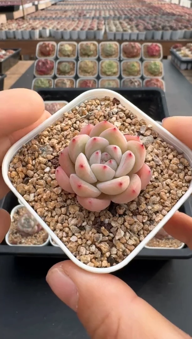 【闪购商品】479C物拍多肉带盆土6.5杯拍3颗包柚