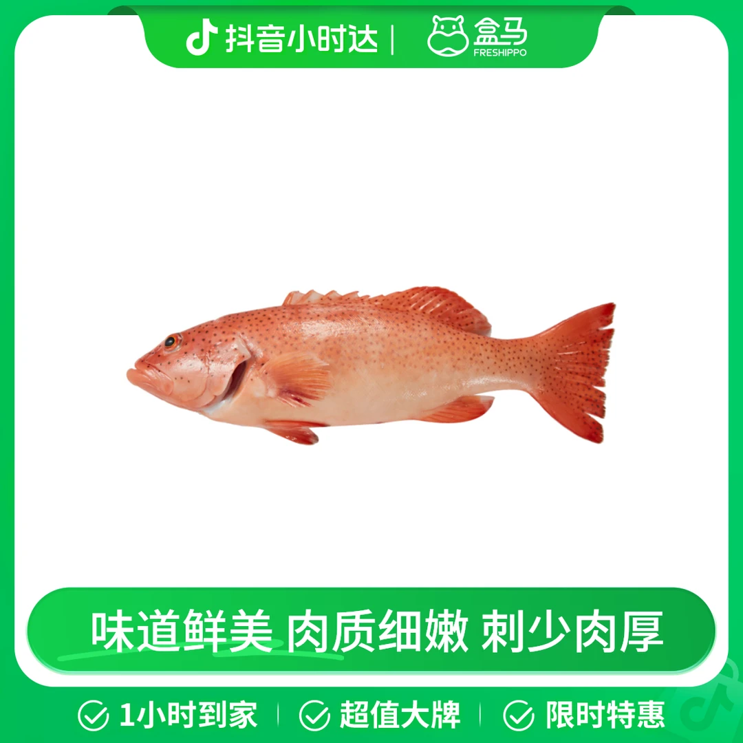 盒漫漫 鲜活 海水慢养500天东星斑450-550g/条
