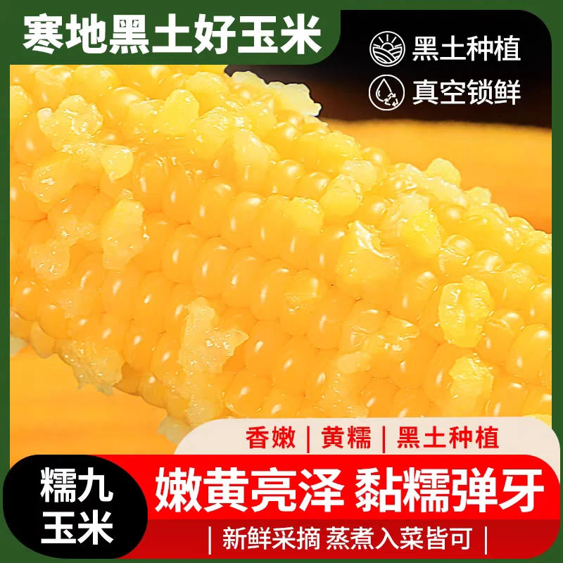 东北黄糯玉米软糯香甜整箱11根