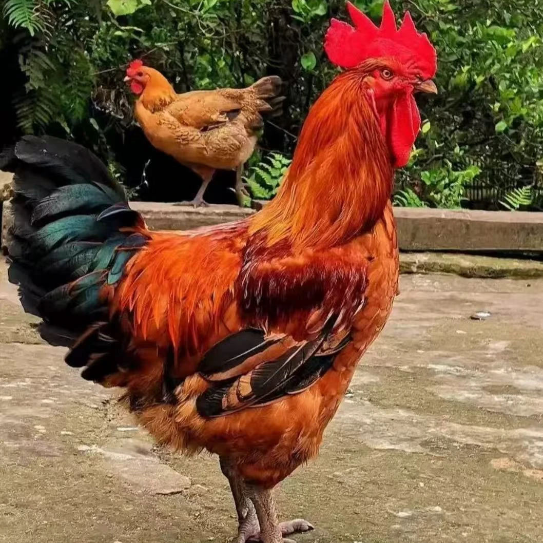 大种九斤红 宠物鸡包成活（到手12只）