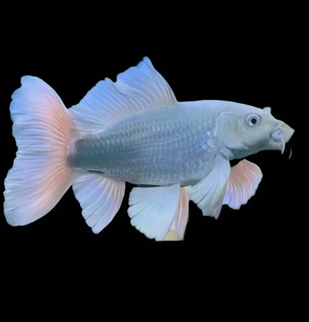 精品红蝴蝶鲤，圆头鹰嘴顺背，6-9公分，两条，包邮包损