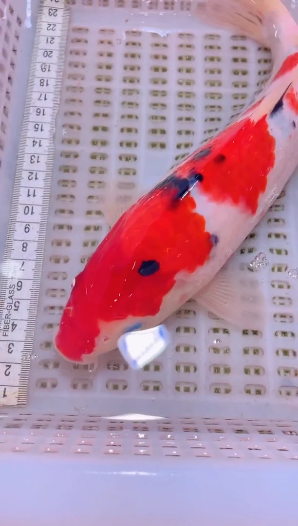 锦鲤冷水观赏鱼全场包邮163