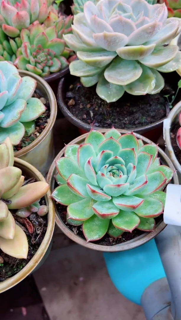 い**✨10001多肉植物一物一拍