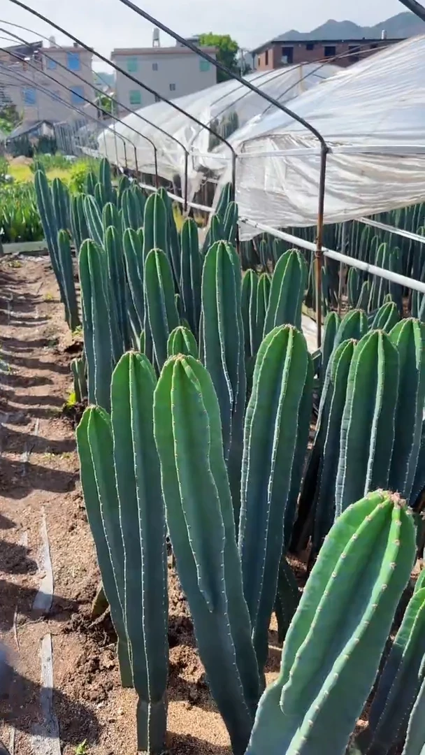 【带根】50cm+量天尺 不指定带花苞