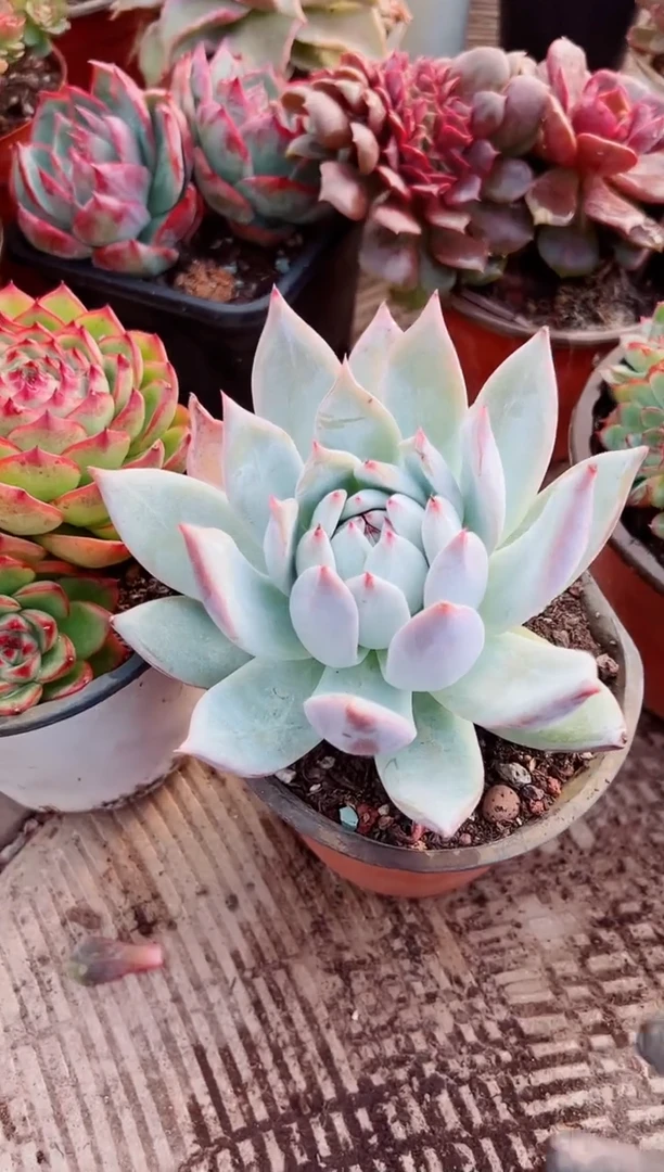 小*蓉多肉植物一物一拍28063