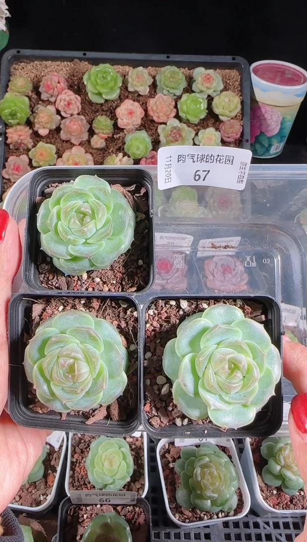 1120-67bl-8量拍任意发一颗群生不包整