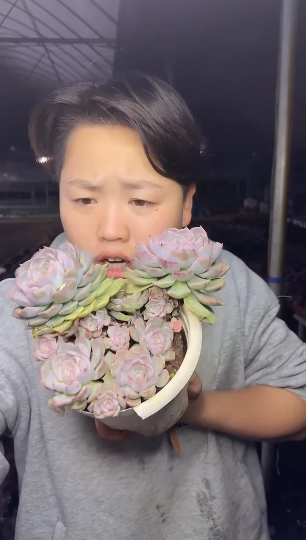 欧版海滨格瑞6.88