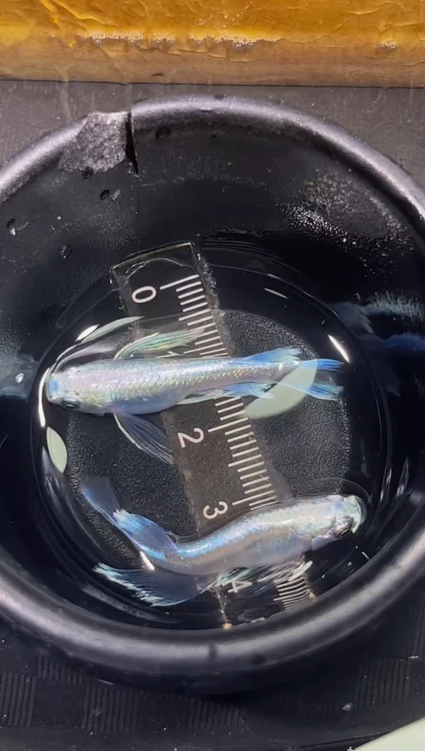 青鳉鱼观背青鳉一物一拍13
