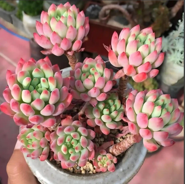 蓝苹果多肉植物 （满19.9包邮）云南饭饭多肉养肉放阳台种植发货