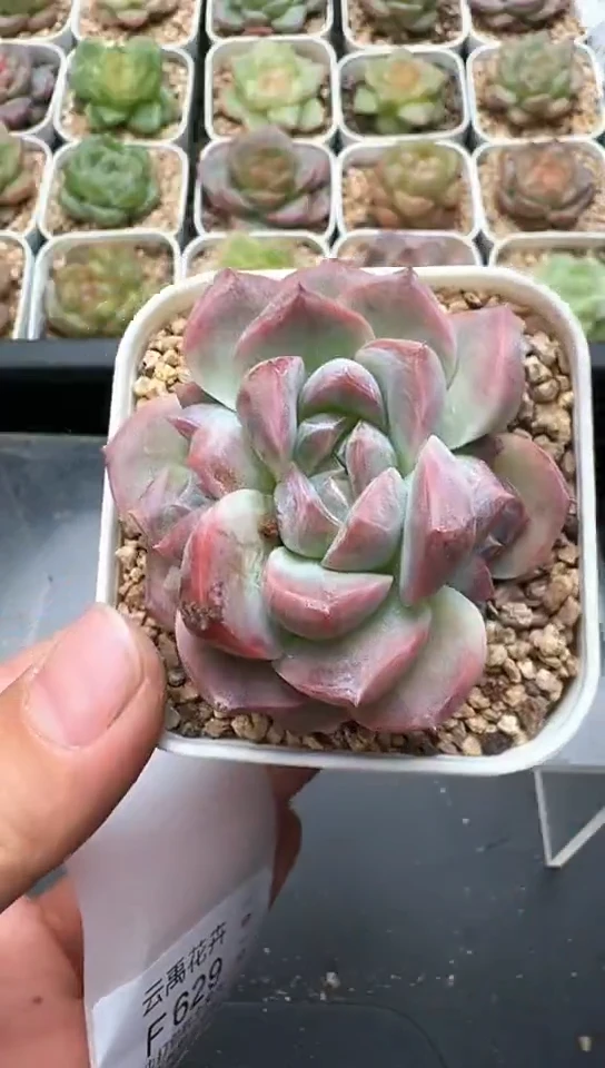 628F云禹多肉植物 默认脱土纸巾打包 3颗包邮