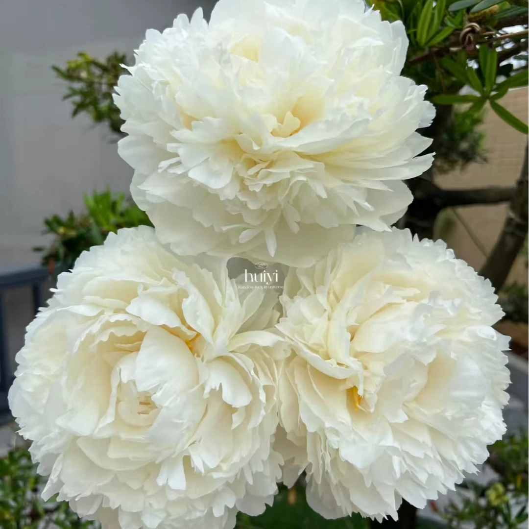 现货头茬【奶油碗】重瓣芍药鲜花，菏泽基地直发