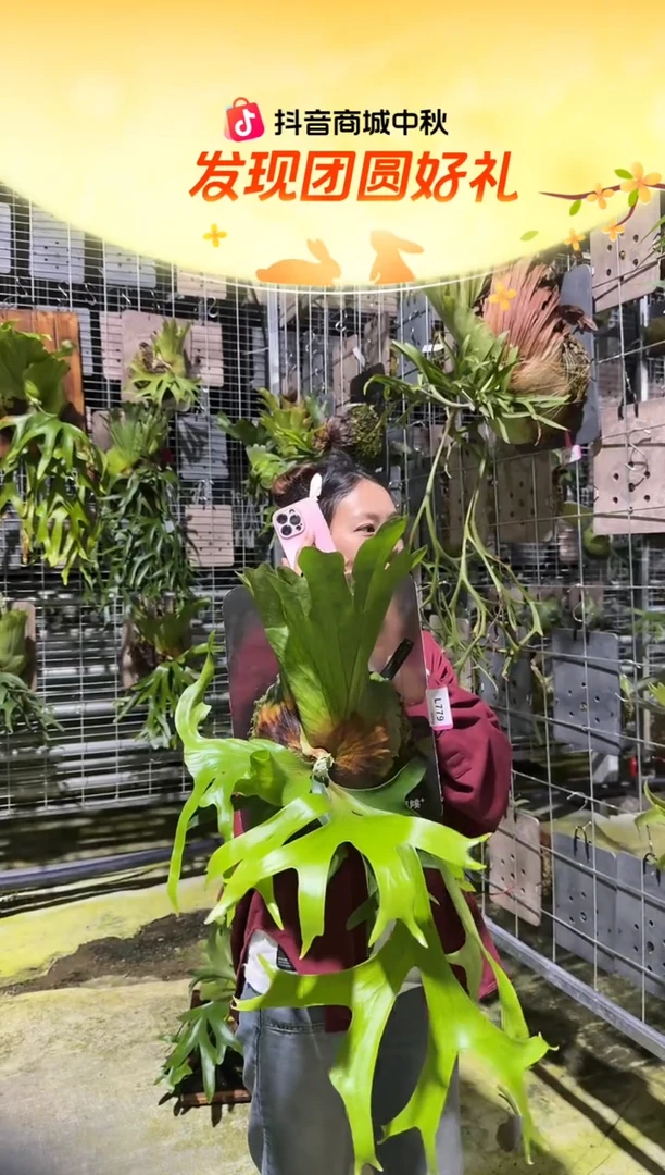 不开花植物L779-皇冠鹿角蕨（大）叶片微瑕