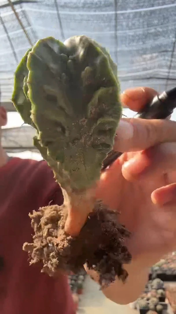 33号             16.99