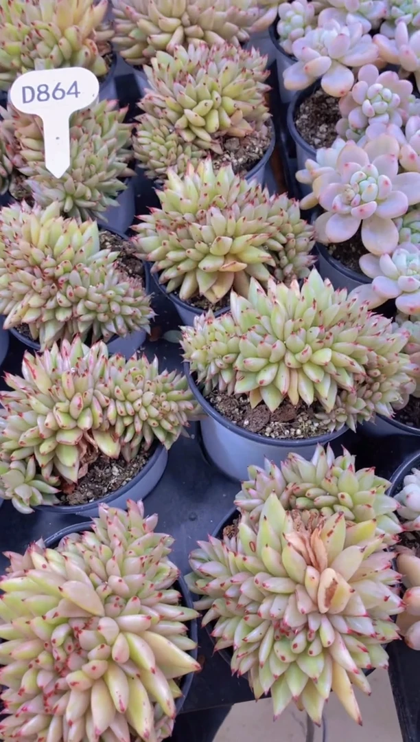 【闪购商品】D864-艾克魂缀化（量拍）