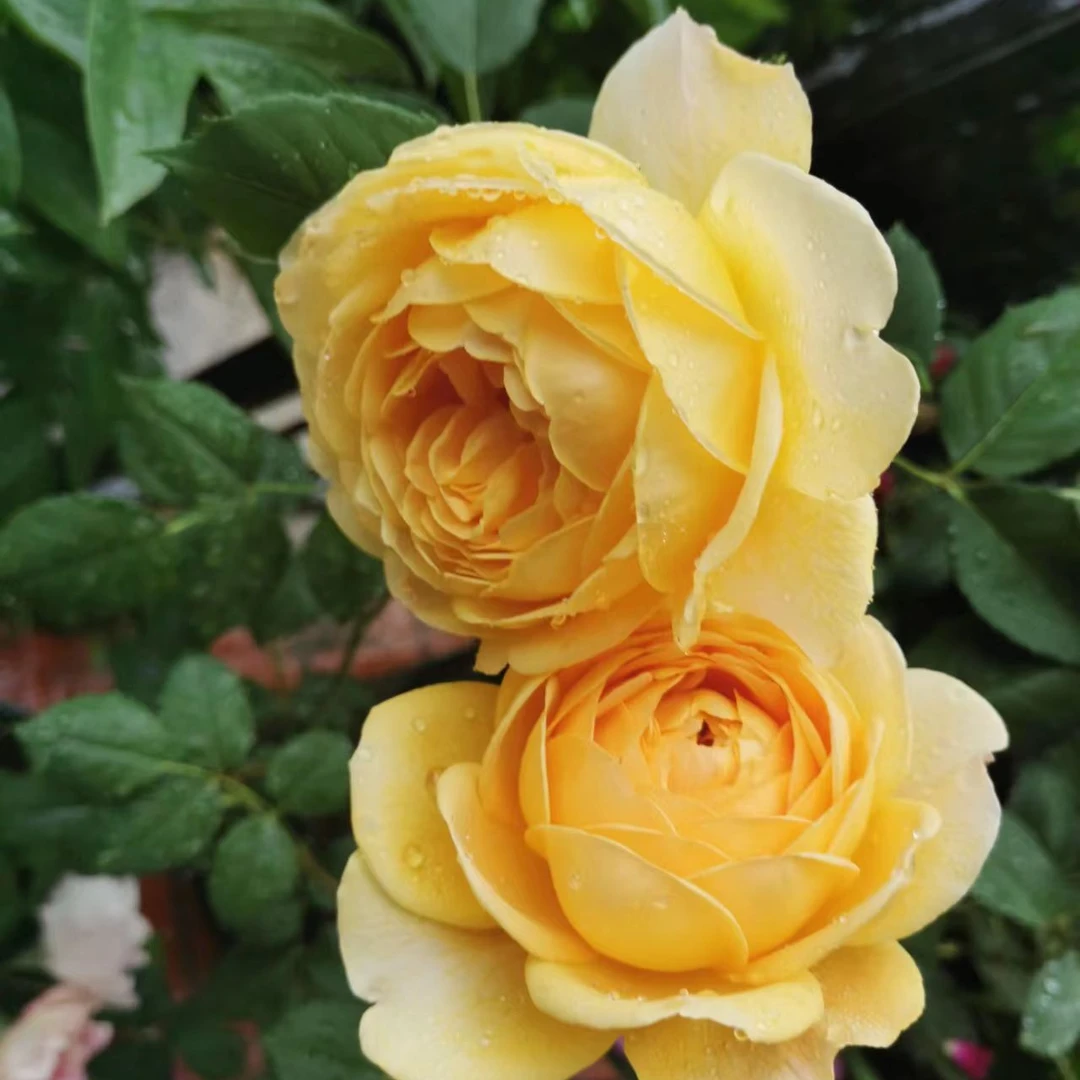 柠檬绒球 特大苗开花月季藤本