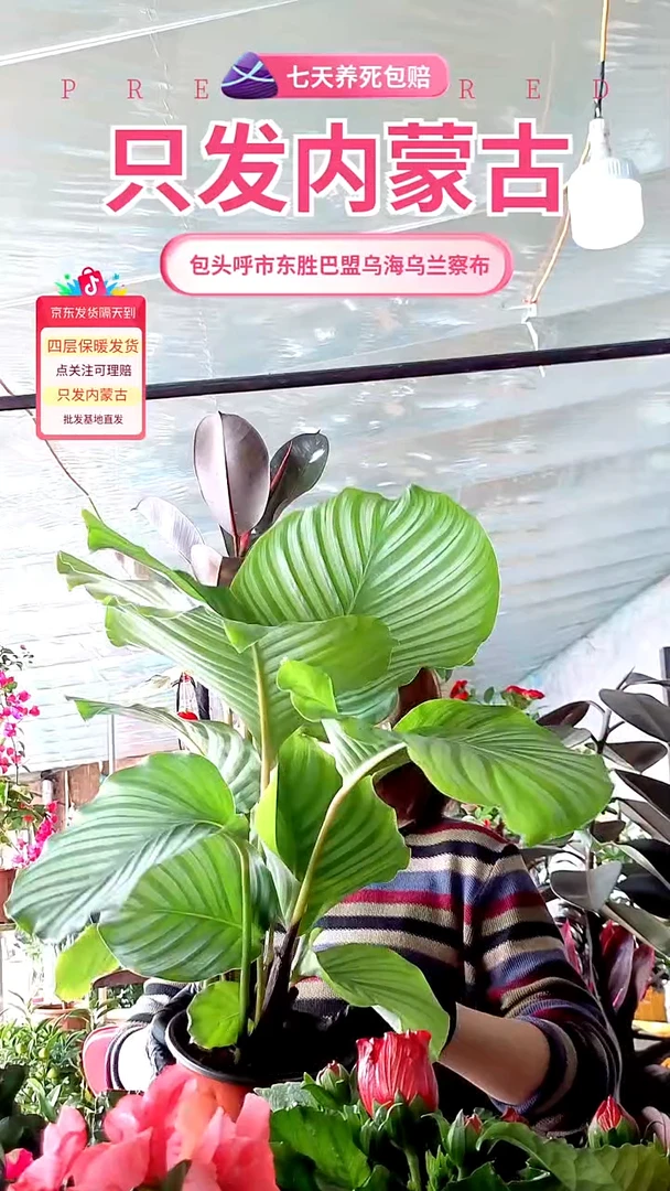 完全开放苹果海芋大盆盆栽